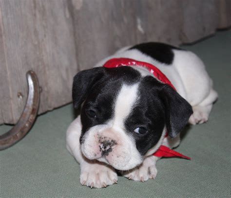 Shorty Bull Puppies — 7 Acre Kennels Olde English Bulldogges and Shorty ...