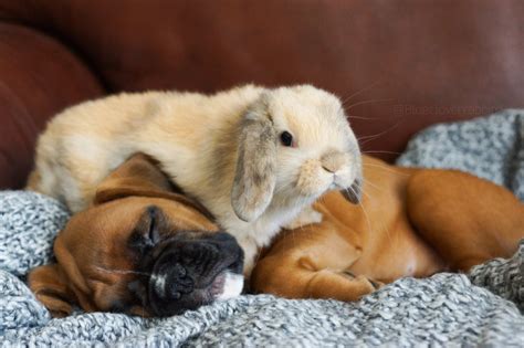 Can Bunnies Be With Dogs