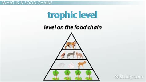 Tiger Food Chain & Web | Overview & Predators - Lesson | Study.com