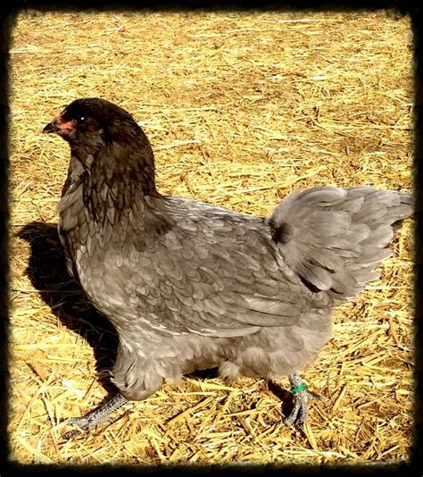 Our Chickens | Day old chicks, Rare breed, Chickens backyard