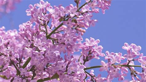 Purple Tree Wallpaper (53+ pictures)