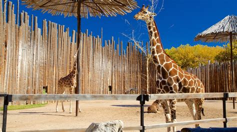 Visit ABQ BioPark Zoo in Barelas | Expedia