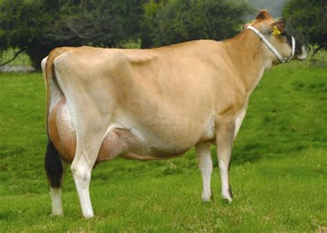 Jersey cow – Dairying and dairy products – Te Ara Encyclopedia of New Zealand