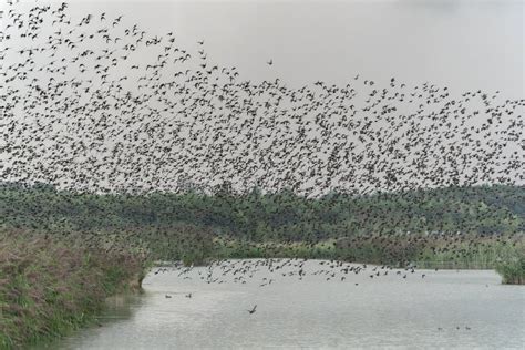 Beautiful Large Flock of Starlings. a Flock of Starlings Birds at ...