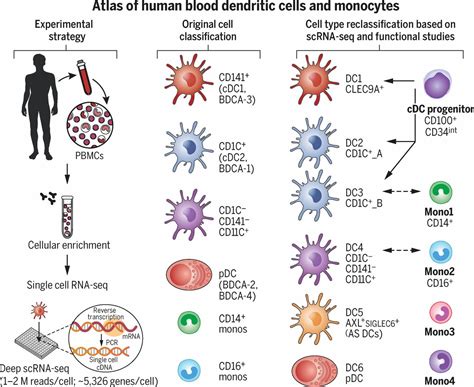 Single-cell RNA-seq reveals new types of human blood dendritic cells, monocytes, and progenitors ...