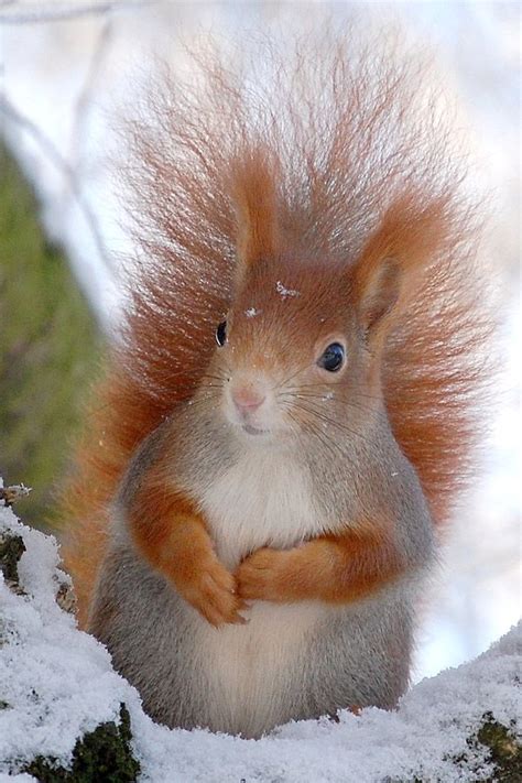 Winterruhe - Schlafen und Essen - Schöpfung