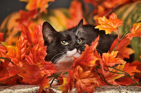 Black cat with orange pumpkins and autumn leaves — Stock Photo © evdoha ...