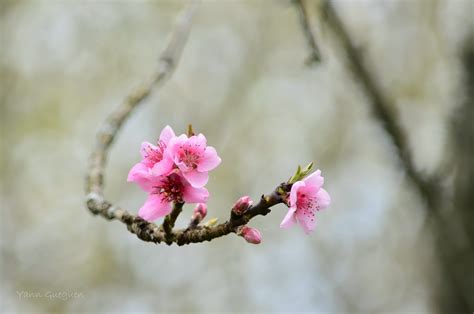Fotos gratis : rosado, primavera, rama, flor de cerezo, flora, ramita, pétalo, Tallo de la ...