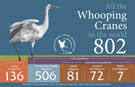 Whooping Crane - International Crane Foundation