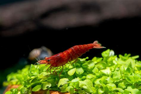 Neocaridina Shrimp | Care, Water Parameters, Color, & More - Fish Laboratory