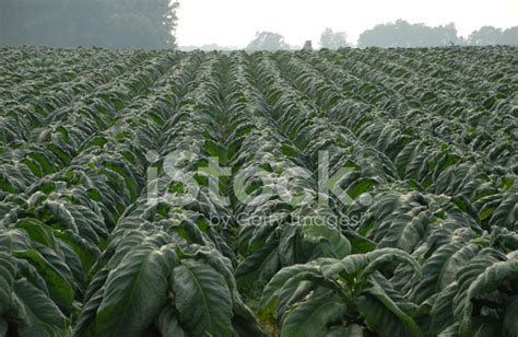 Tobacco Crop Stock Photo | Royalty-Free | FreeImages