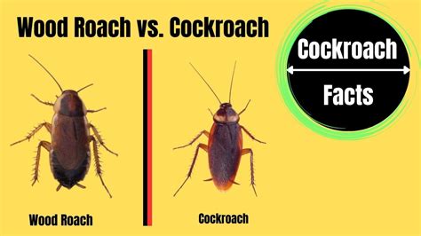 Wood Roach vs. Cockroach: A Detailed Guide - The Cockroach Facts