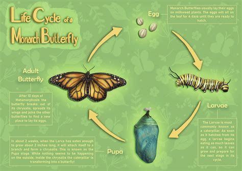 Butterfly Life Cycle Infographics Butterfly Pupa Mona - vrogue.co