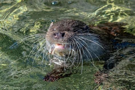 Otter catching a fish in the river 17411416 Stock Photo at Vecteezy