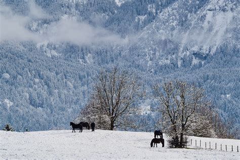 Forggensee – Winterbilder – Fotoclub Kaufbeuren