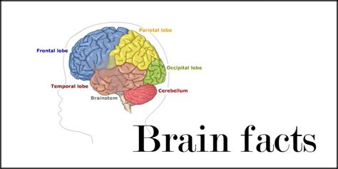 Brain Facts