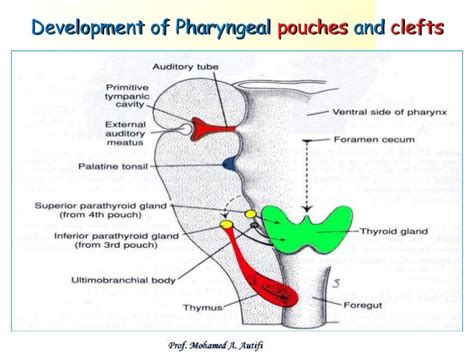 Development of pharyngeal apparatus