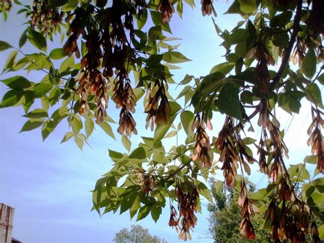 The Seeds Of Ash Against The Sky Free Stock Photo - Public Domain Pictures