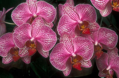 Orchids Phalaenopsis, pink striped Moth orchid | Plant & Flower Stock Photography: GardenPhotos.com