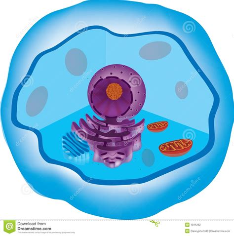 Animal cell clipart 20 free Cliparts | Download images on Clipground 2024