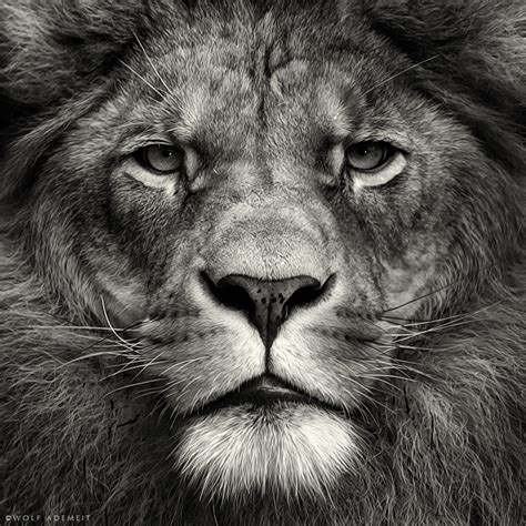 HD Lion Pictures Lions Wallpapers - HD Animal Wallpapers