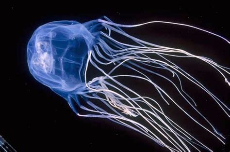 Australian Box Jellyfish Facts | Nature's Deadliest Creature