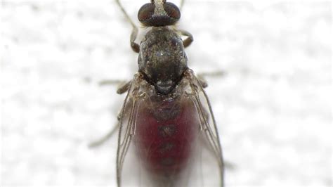 Your questions about black flies, answered | KREM.com