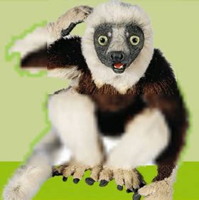 Zoboomafoo (Character) | Puppet Wiki | Fandom