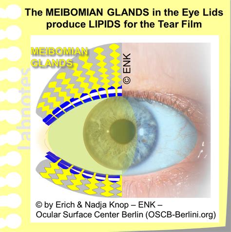 GLIMPSE of ... The MEIBOMIAN GLAND — Ocular Surface Center Berlin