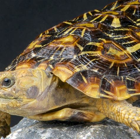 Pancake Tortoise - Lehigh Valley Zoo