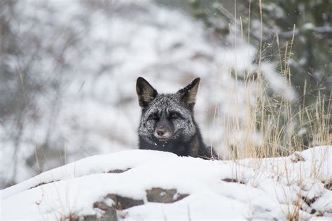 Meet the Animals From the Yukon Wildlife Preserve | Non Stop Destination