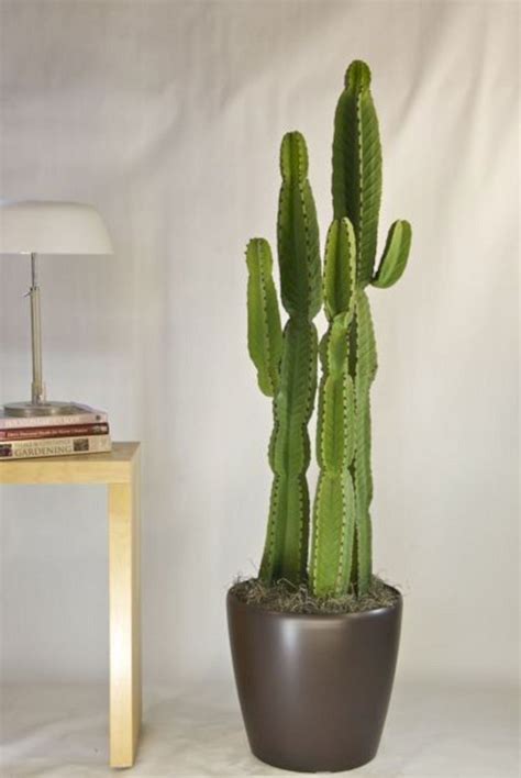 Phenomenal 30+ Awesome Indoor Cactus Ideas For Cozy Home Interior Design https://usdecorating ...