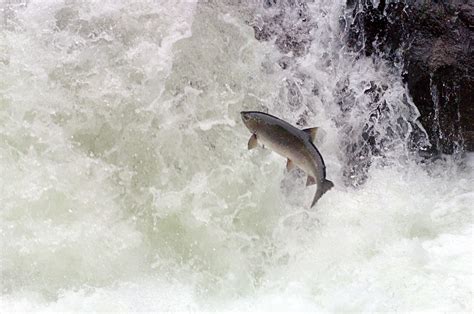 salmon going upstream | Salmon swimming upstream on the Sol … | Flickr