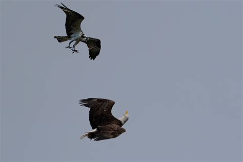 Bald Eagle vs Osprey - Wakodahatchee - Bird Board - Tropical Audubon ...