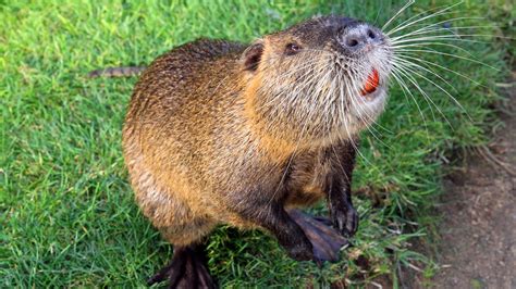 Nutria – An Animal You Will Be Seeing More Of