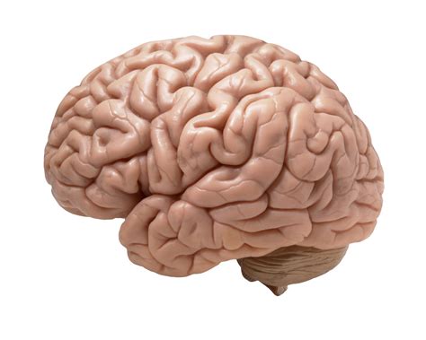 human brain on white background | human brain on white backg… | Flickr