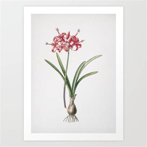 Vintage Guernsey Lily Illustration Art Print by Holy Rock Design | Society6