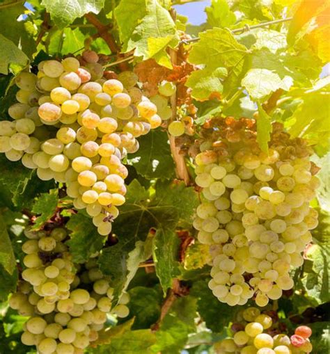 Sauvignon Blanc - White Wine: The Ultimate Grape Guide