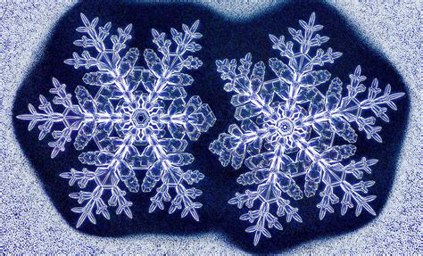 Who Ever Said No Two Snowflakes Were Alike? - The New York Times