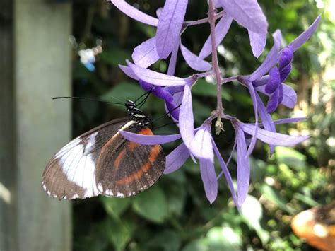 Mainau Island: A Guide to Visiting Flower Island (Insel Mainau) - The ...