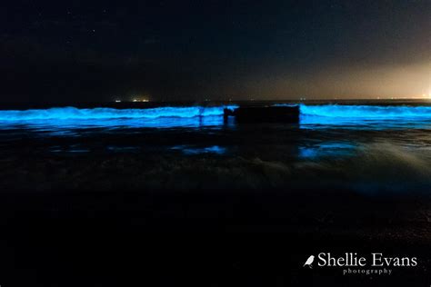 The Magic of Bioluminescence- Napier, New Zealand | Biolumin… | Flickr