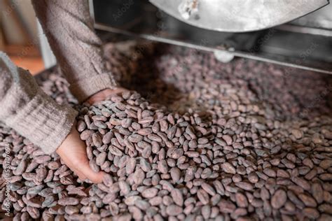 Crop woman showing roasted cocoa beans Stock Photo | Adobe Stock