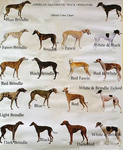 Color Charts; Dog Related | Dogs, Color chart, Greyhound