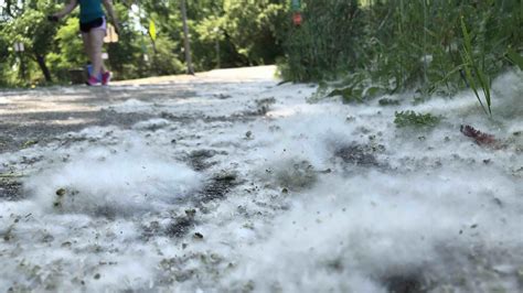 What the Fluff? It’s a ‘Holy Cow’ Year for Cottonwood, and Here’s Why | Chicago News | WTTW