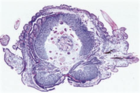 Nereis, typical t.s. through the body for general study | Instruments Direct