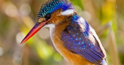 Mahikeng Birding Blog: Malachite Kingfisher at Modimola Dam