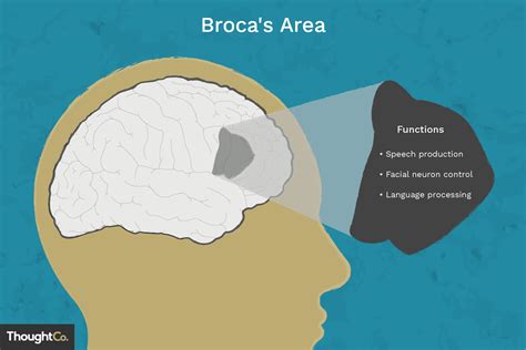 Broca's Area in the Cerebral Cortex