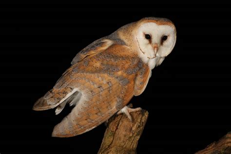 Barn Owl | Animal Wildlife