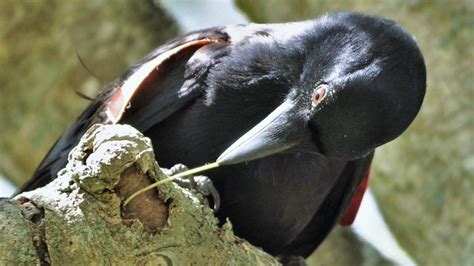 Wild New Caledonian crows possess tool-craft talent - BBC News