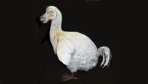 Facts about the dodo | Live Science